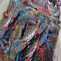 盘锦海鲜活体空运